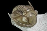 Rare, Silurian Proetus Trilobite - Estonia #97458-1